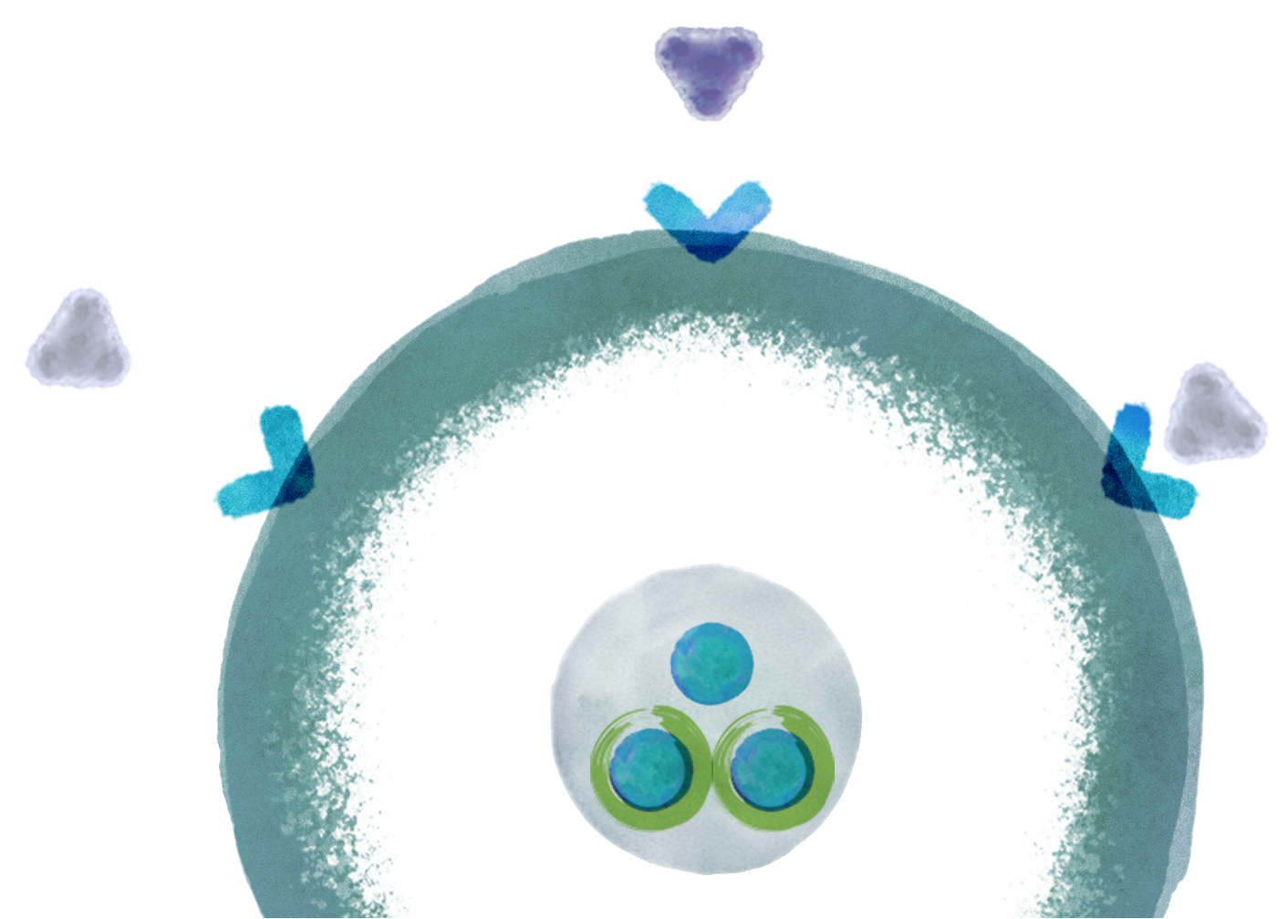 How Ibrance (palbociclib) works cell diagram