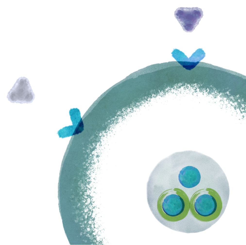 How Ibrance (palbociclib) works cell diagram